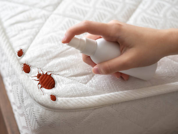 Best Spider Control Near Me  in Rockville, MD