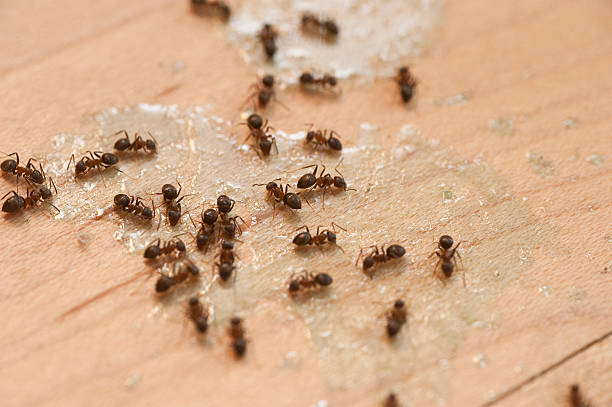 Best Ant Control Services  in Rockville, MD